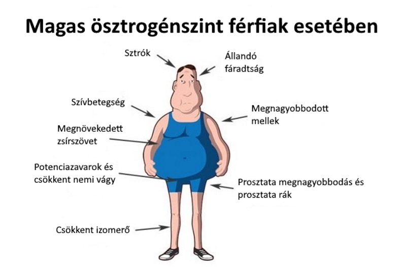kortizol és erekció